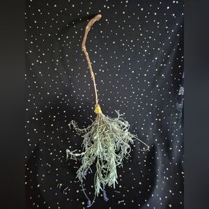 Medium 20 Inch Lavender Broom
